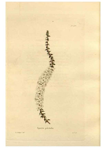 Reproducción/Reproduction 48624045992: The botanical cabinet. London :John & Arthur Arch ...,1817-1833.. 
