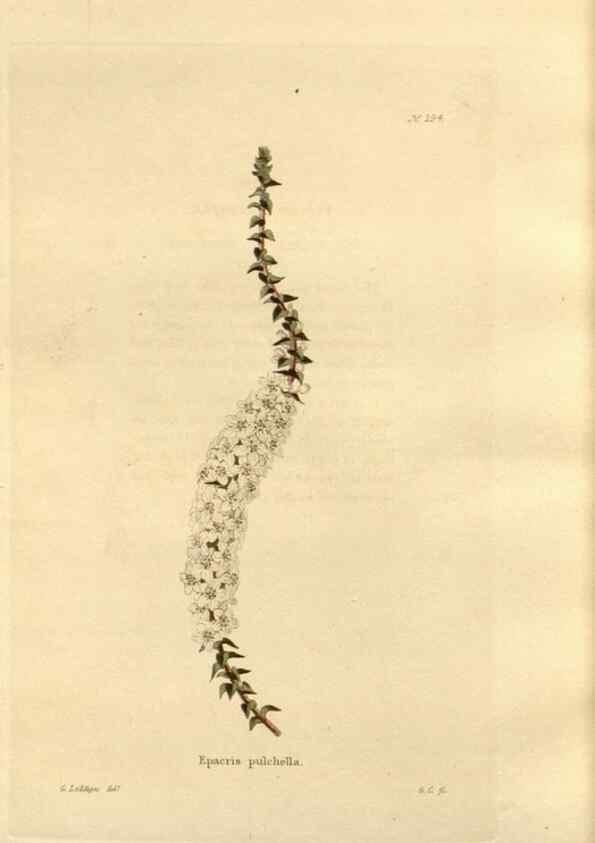 Reproducción/Reproduction 48624045992: The botanical cabinet. London :John & Arthur Arch ...,1817-1833.. 