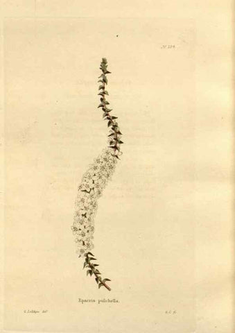 Reproducción/Reproduction 48624045992: The botanical cabinet. London :John & Arthur Arch ...,1817-1833.. 