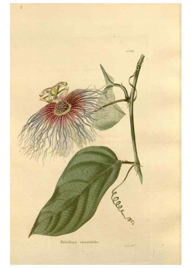Reproducción/Reproduction 48623898991: The botanical cabinet. London :John & Arthur Arch ...,1817-1833.. 
