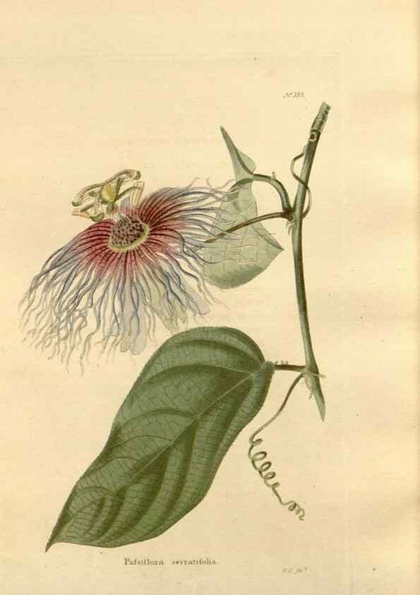 Reproducción/Reproduction 48623898991: The botanical cabinet. London :John & Arthur Arch ...,1817-1833.. 