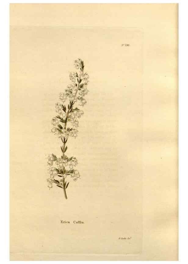 Reproducción/Reproduction 48624046692: The botanical cabinet. London :John & Arthur Arch ...,1817-1833.. 
