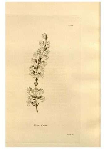 Reproducción/Reproduction 48624046692: The botanical cabinet. London :John & Arthur Arch ...,1817-1833.. 