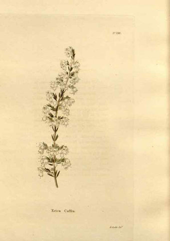 Reproducción/Reproduction 48624046692: The botanical cabinet. London :John & Arthur Arch ...,1817-1833.. 