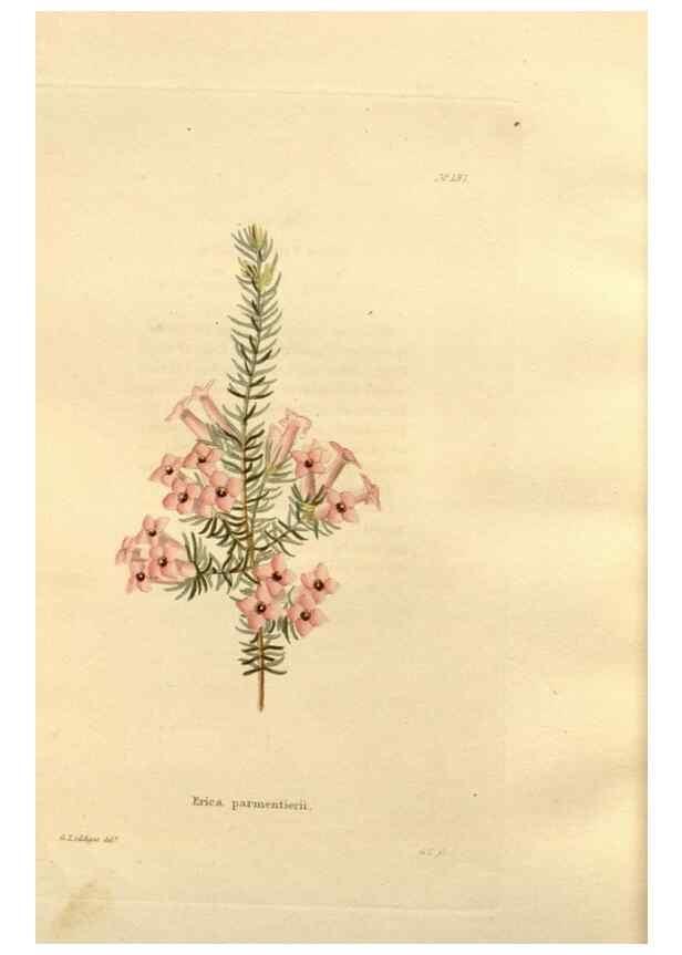 Reproducción/Reproduction 48624047117: The botanical cabinet. London :John & Arthur Arch ...,1817-1833.. 