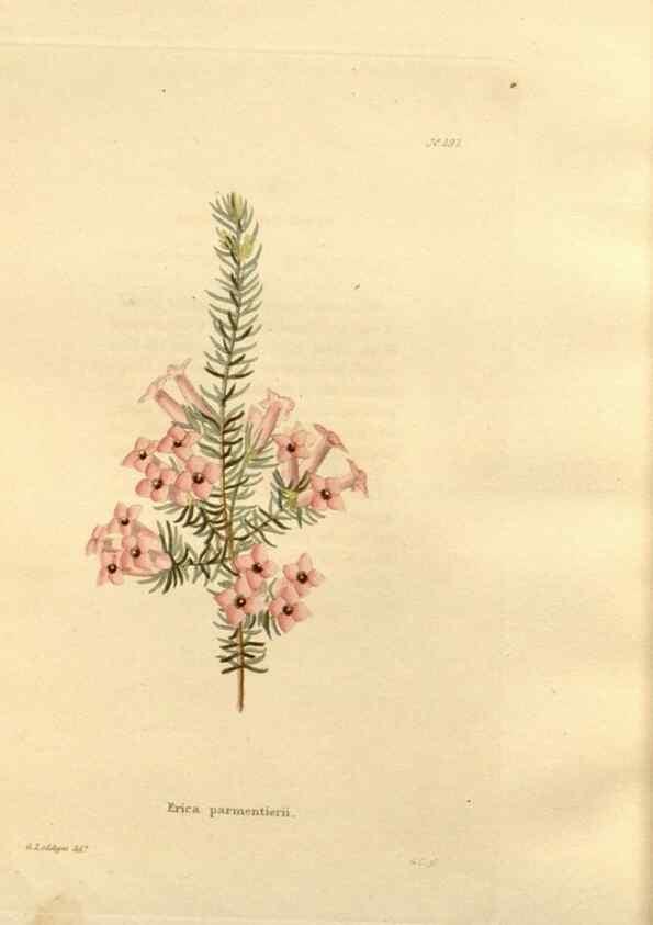 Reproducción/Reproduction 48624047117: The botanical cabinet. London :John & Arthur Arch ...,1817-1833.. 