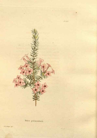 Reproducción/Reproduction 48624047117: The botanical cabinet. London :John & Arthur Arch ...,1817-1833.. 
