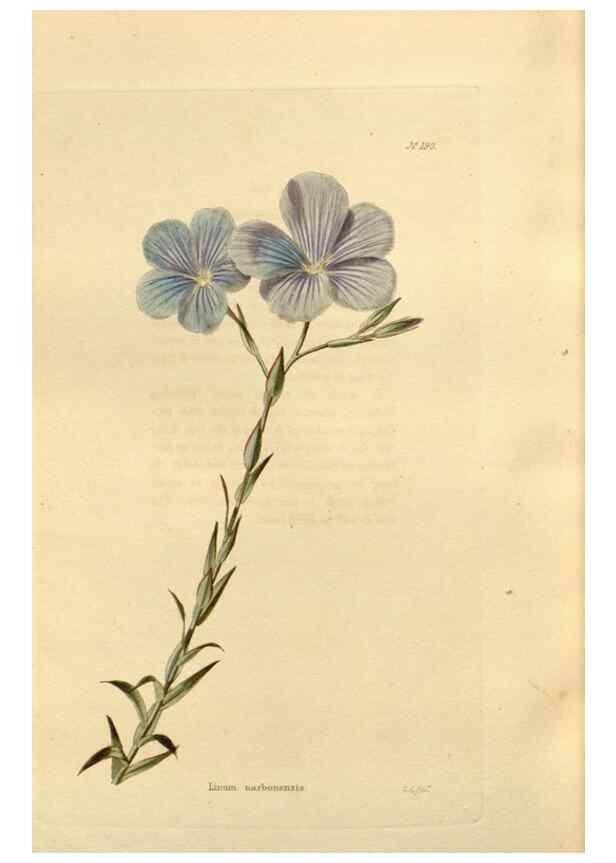 Reproducción/Reproduction 48624044542: The botanical cabinet. London :John & Arthur Arch ...,1817-1833.. 