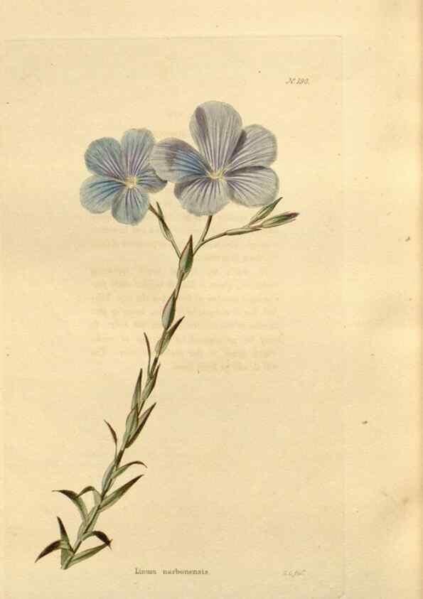 Reproducción/Reproduction 48624044542: The botanical cabinet. London :John & Arthur Arch ...,1817-1833.. 