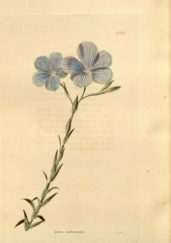 Reproducción/Reproduction 48624044542: The botanical cabinet. London :John & Arthur Arch ...,1817-1833.. 