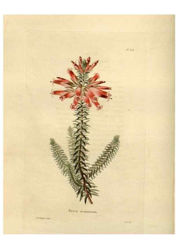 Reproducción/Reproduction 48623710523: The botanical cabinet. London :John & Arthur Arch ...,1817-1833.. 