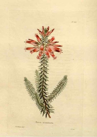 Reproducción/Reproduction 48623710523: The botanical cabinet. London :John & Arthur Arch ...,1817-1833.. 