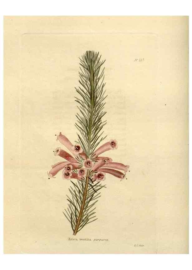 Reproducción/Reproduction 48624062351: The botanical cabinet. London :John & Arthur Arch ...,1817-1833.. 