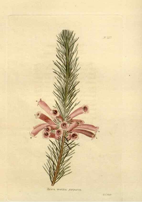 Reproducción/Reproduction 48624062351: The botanical cabinet. London :John & Arthur Arch ...,1817-1833.. 
