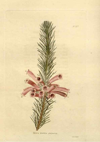 Reproducción/Reproduction 48624062351: The botanical cabinet. London :John & Arthur Arch ...,1817-1833.. 