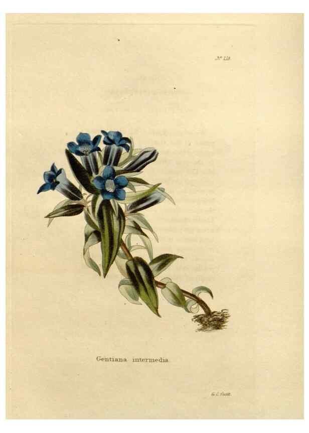 Reproducción/Reproduction 48624062796: The botanical cabinet. London :John & Arthur Arch ...,1817-1833.. 