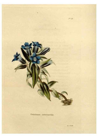 Reproducción/Reproduction 48624062796: The botanical cabinet. London :John & Arthur Arch ...,1817-1833.. 