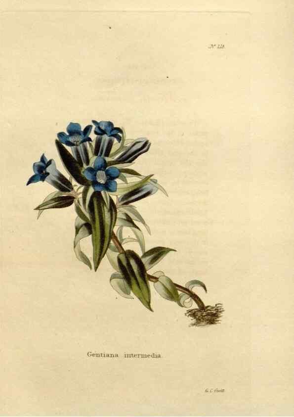 Reproducción/Reproduction 48624062796: The botanical cabinet. London :John & Arthur Arch ...,1817-1833.. 