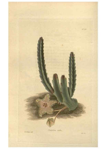 Reproducción/Reproduction 48623719348: The botanical cabinet. London :John & Arthur Arch ...,1817-1833.. 