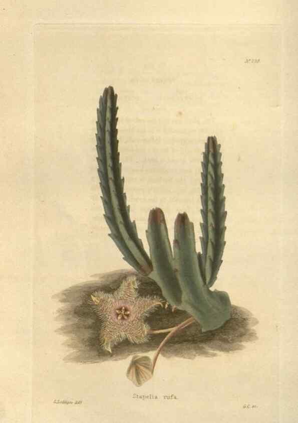 Reproducción/Reproduction 48623719348: The botanical cabinet. London :John & Arthur Arch ...,1817-1833.. 