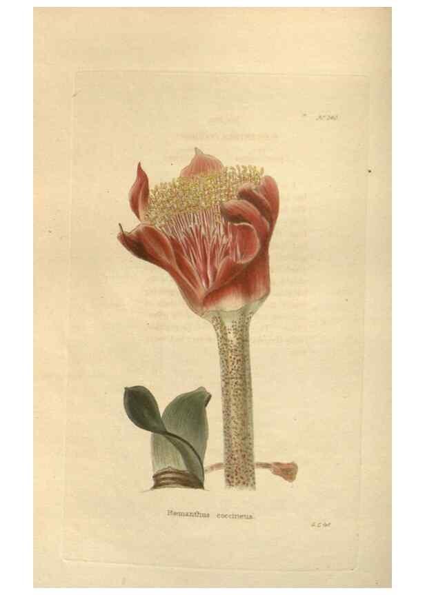 Reproducción/Reproduction 48624070651: The botanical cabinet. London :John & Arthur Arch ...,1817-1833.. 