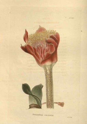 Reproducción/Reproduction 48624070651: The botanical cabinet. London :John & Arthur Arch ...,1817-1833.. 