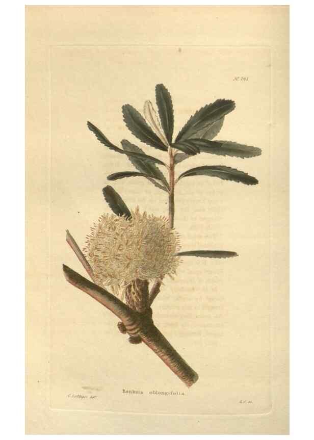 Reproducción/Reproduction 48624071016: The botanical cabinet. London :John & Arthur Arch ...,1817-1833.. 