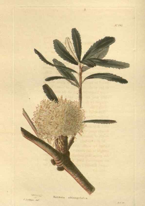 Reproducción/Reproduction 48624071016: The botanical cabinet. London :John & Arthur Arch ...,1817-1833.. 