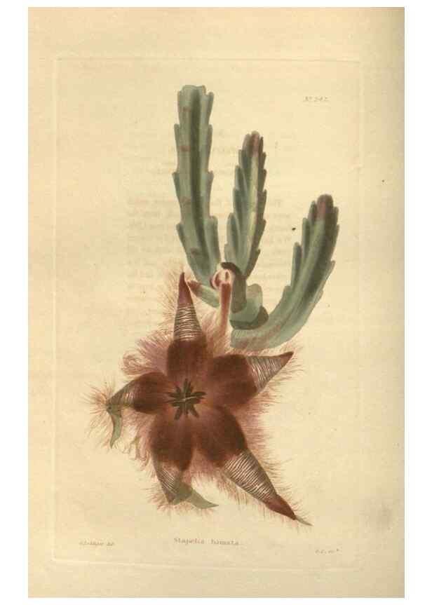 Reproducción/Reproduction 48623720428: The botanical cabinet. London :John & Arthur Arch ...,1817-1833.. 