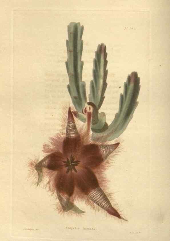 Reproducción/Reproduction 48623720428: The botanical cabinet. London :John & Arthur Arch ...,1817-1833.. 