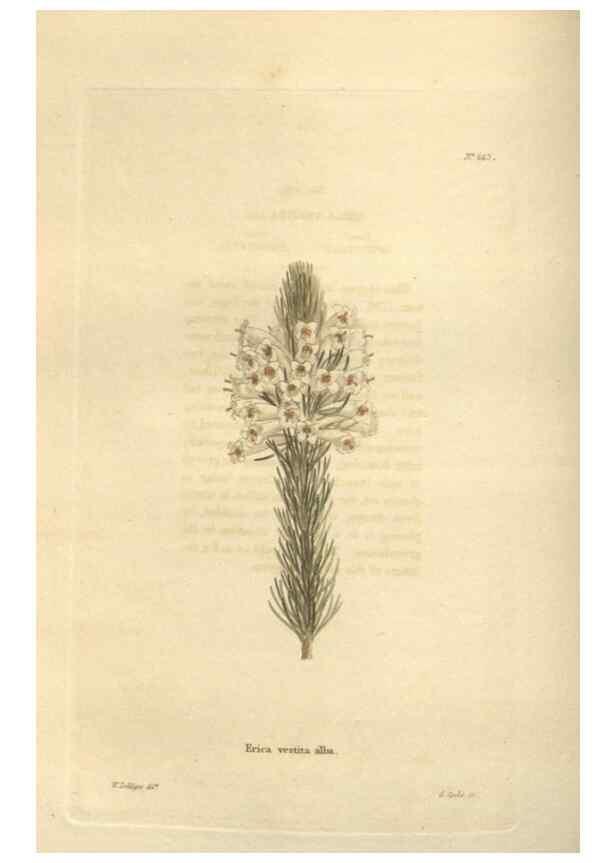 Reproducción/Reproduction 48623720773: The botanical cabinet. London :John & Arthur Arch ...,1817-1833.. 
