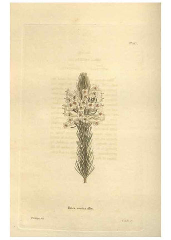 Reproducción/Reproduction 48623720773: The botanical cabinet. London :John & Arthur Arch ...,1817-1833.. 