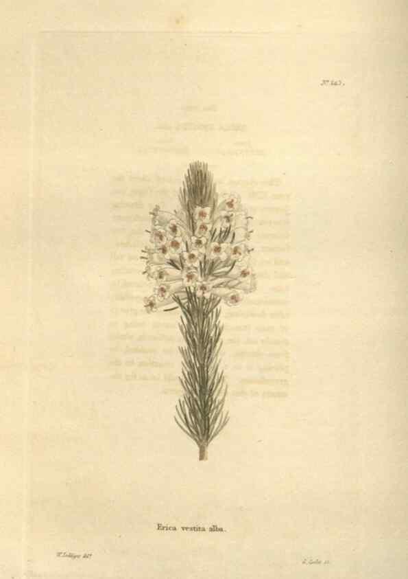 Reproducción/Reproduction 48623720773: The botanical cabinet. London :John & Arthur Arch ...,1817-1833.. 