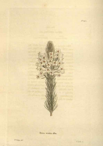 Reproducción/Reproduction 48623720773: The botanical cabinet. London :John & Arthur Arch ...,1817-1833.. 