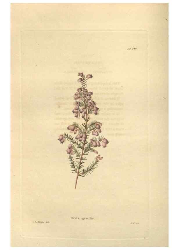 Reproducción/Reproduction 48623721078: The botanical cabinet. London :John & Arthur Arch ...,1817-1833.. 