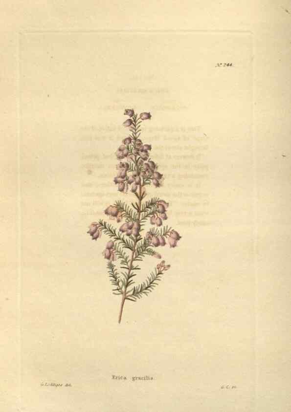 Reproducción/Reproduction 48623721078: The botanical cabinet. London :John & Arthur Arch ...,1817-1833.. 