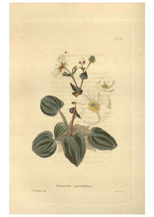 Reproducción/Reproduction 48624072466: The botanical cabinet. London :John & Arthur Arch ...,1817-1833.. 