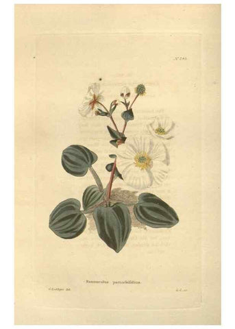 Reproducción/Reproduction 48624072466: The botanical cabinet. London :John & Arthur Arch ...,1817-1833.. 