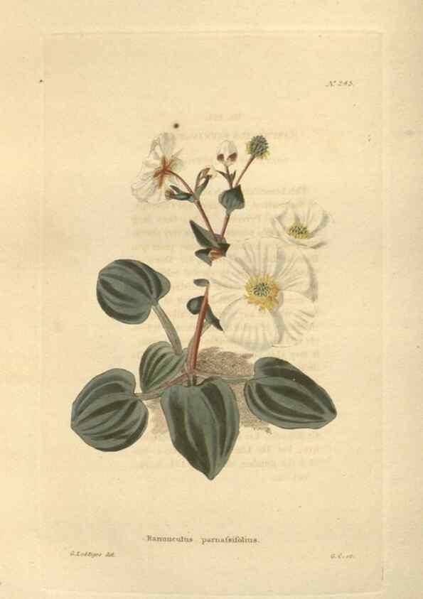 Reproducción/Reproduction 48624072466: The botanical cabinet. London :John & Arthur Arch ...,1817-1833.. 