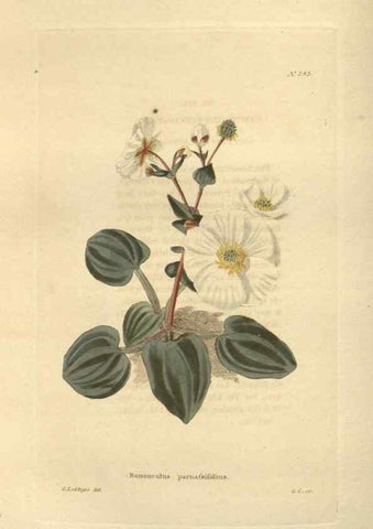 Reproducción/Reproduction 48624072466: The botanical cabinet. London :John & Arthur Arch ...,1817-1833.. 