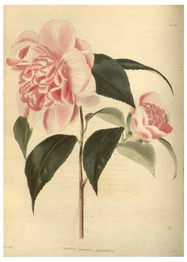 Reproducción/Reproduction 48624216557: The botanical cabinet. London :John & Arthur Arch ...,1817-1833.. 