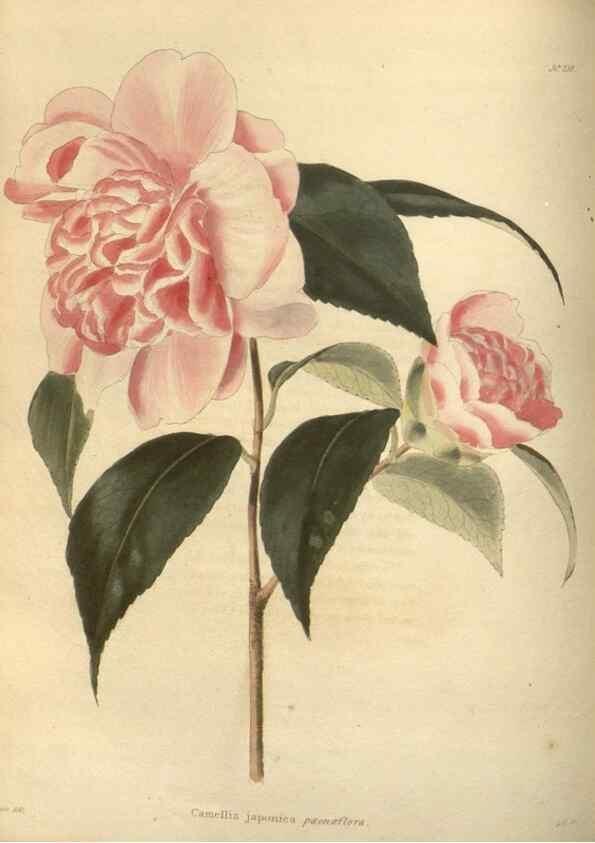 Reproducción/Reproduction 48624216557: The botanical cabinet. London :John & Arthur Arch ...,1817-1833.. 