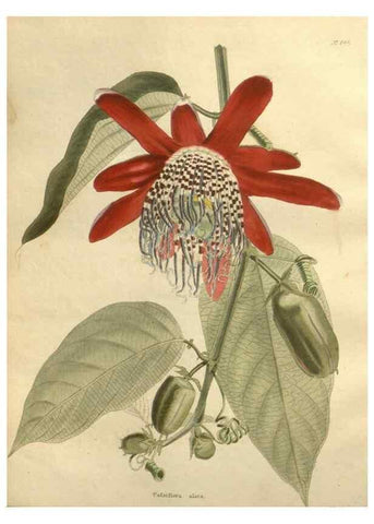 Reproducción/Reproduction 48624219457: The botanical cabinet. London :John & Arthur Arch ...,1817-1833.. 