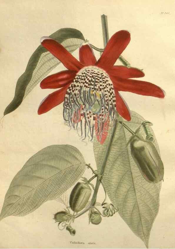 Reproducción/Reproduction 48624219457: The botanical cabinet. London :John & Arthur Arch ...,1817-1833.. 