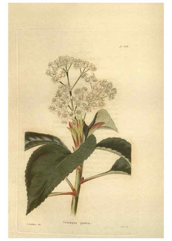 Reproducción/Reproduction 48624073631: The botanical cabinet. London :John & Arthur Arch ...,1817-1833.. 