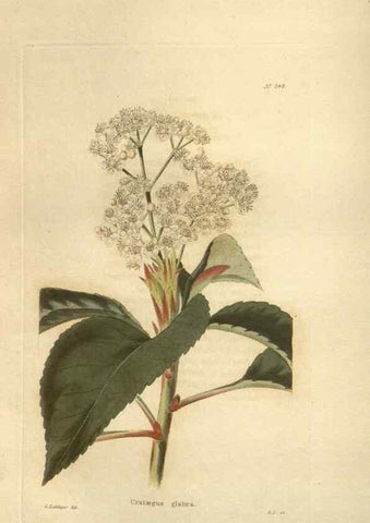 Reproducción/Reproduction 48624073631: The botanical cabinet. London :John & Arthur Arch ...,1817-1833.. 