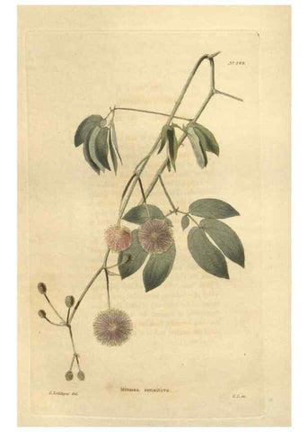 Reproducción/Reproduction 48624220542: The botanical cabinet. London :John & Arthur Arch ...,1817-1833.. 