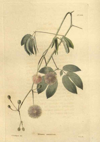 Reproducción/Reproduction 48624220542: The botanical cabinet. London :John & Arthur Arch ...,1817-1833.. 