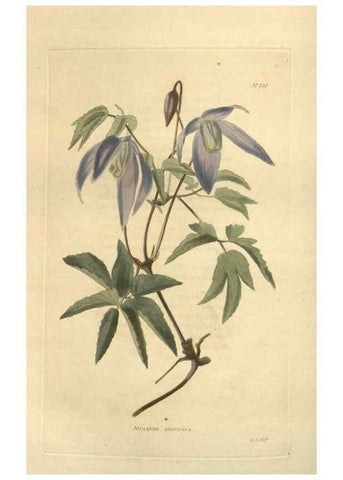 Reproducción/Reproduction 48623723383: The botanical cabinet. London :John & Arthur Arch ...,1817-1833.. 