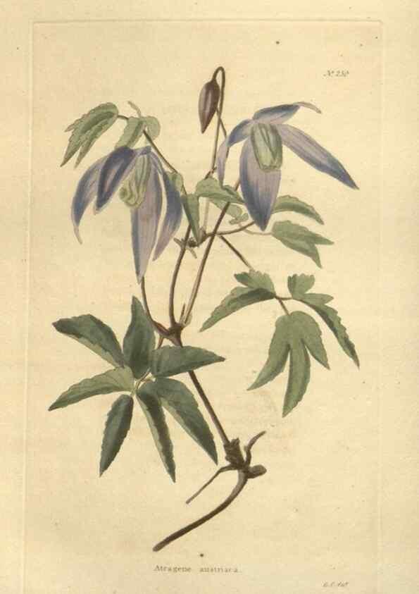 Reproducción/Reproduction 48623723383: The botanical cabinet. London :John & Arthur Arch ...,1817-1833.. 